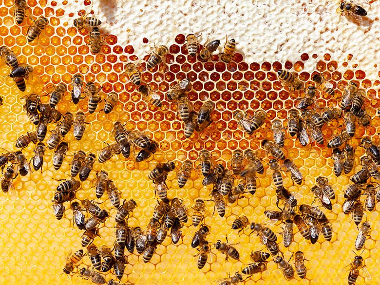 Bienenwachs Bienenwaben