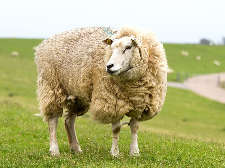 Lanolin / Wollfett Schaf