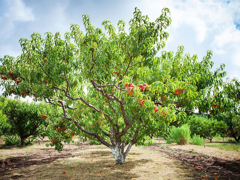 Refined apricot kernel oil – MH i Gustav Geess Ukraina, OOO