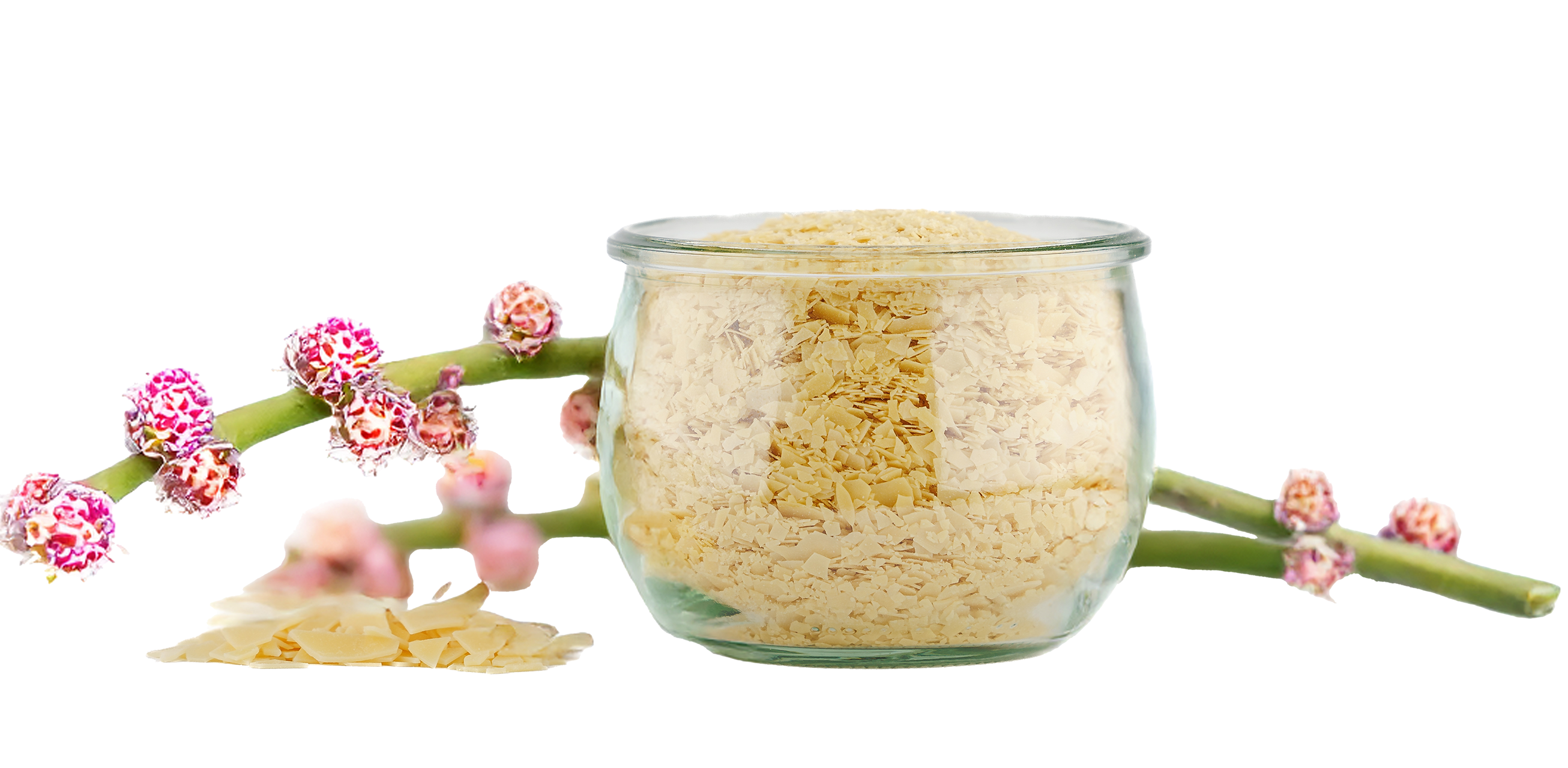 Candelilla wax purchasing: Manufacturer & Supplier B2B