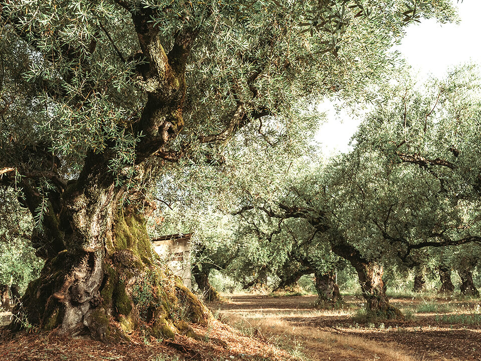 Olivenöl Olivenbaum
