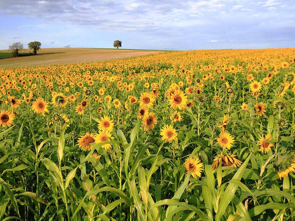 Sonnenblumenöl Sonnenblumen