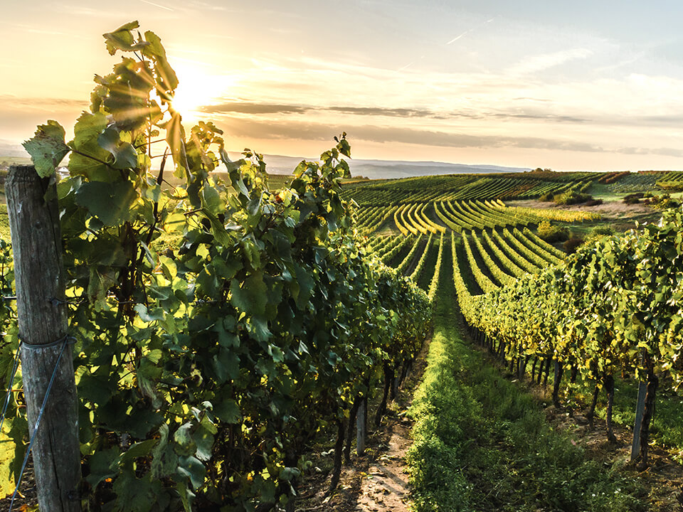 Traubenkernöl Weinrebe