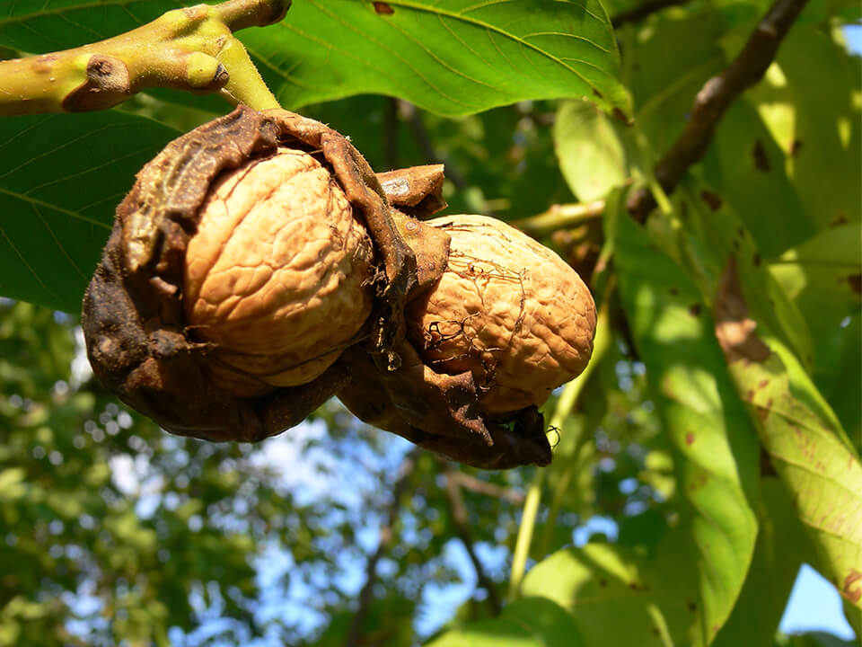 Walnut Oil Organic - Juglans Regia Seed Kernel Oil